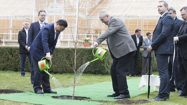 Prezidenti Zeman (ČR) a Ši (Čína) společně zalévají strom přátelství... (archivní fotografie)